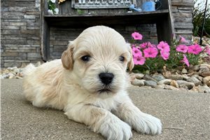Willow - puppy for sale