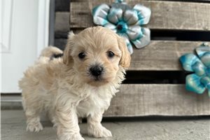 Liza - Malti Poo - Maltipoo for sale