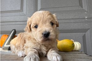 Fauna - Maltipoo for sale
