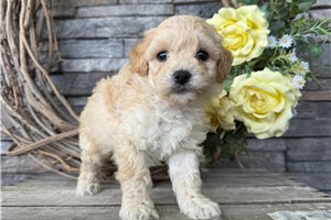 Walker - Malti Poo - Maltipoo for sale