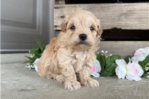 Alissa - Malti Poo - Maltipoo for sale