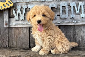 Ephraim - puppy for sale