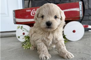 Oscar - Malti Poo - Maltipoo for sale