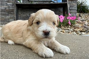 Wren - puppy for sale