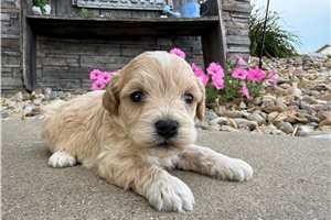 Wesley - puppy for sale
