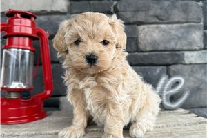 Lenora - Malti Poo - Maltipoo for sale