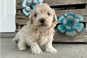 Louis - Malti Poo - Maltipoo for sale
