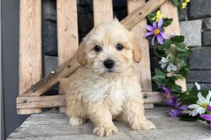 Wally - Malti Poo - Maltipoo for sale
