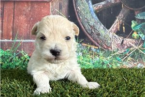 Lawrence - Malti Poo - Maltipoo for sale