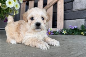 Wally - Malti Poo - Maltipoo for sale