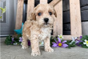 Wesley - Malti Poo - Maltipoo for sale