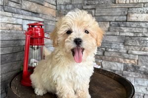 Owen - Malti Poo - Maltipoo for sale