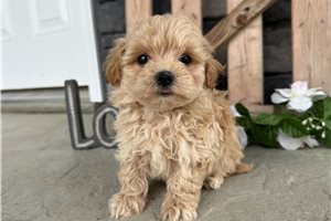 Alissa - Malti Poo - Maltipoo for sale