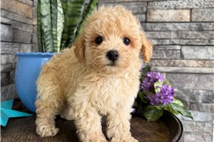 Atticus - Malti Poo - Maltipoo for sale
