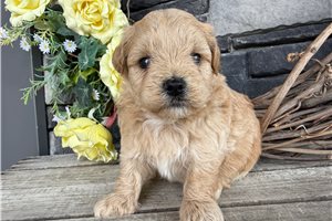 Arlo, a Maltipoo placed with a Pawrade family