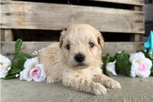 Atticus - Malti Poo - Maltipoo for sale