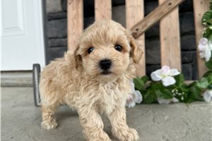 Atticus - Malti Poo - Maltipoo for sale