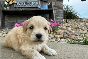 Walker - Malti Poo - Maltipoo for sale