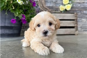Wren - Malti Poo - Maltipoo for sale