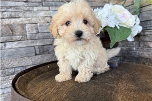 Owen - Malti Poo - Maltipoo for sale