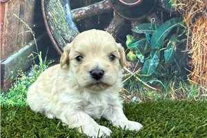 Liza - Malti Poo - Maltipoo for sale