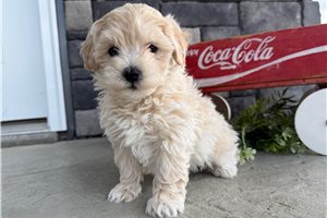 Lawrence - Malti Poo - Maltipoo for sale
