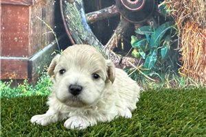 Lola - puppy for sale