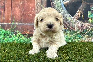 Lenora - puppy for sale