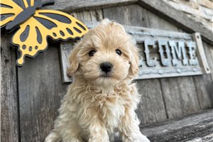 Louis - Malti Poo - Maltipoo for sale