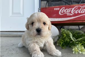 Owen - puppy for sale