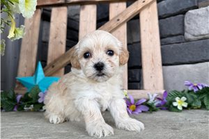 Willow - Malti Poo - Maltipoo for sale