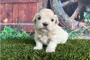 Louis - puppy for sale