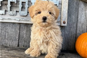 Eddie - puppy for sale