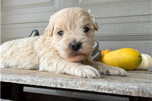Felicity - puppy for sale