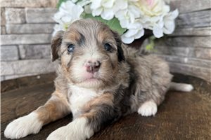 Katie - Bernedoodle, Mini for sale