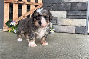 Kason - Bernedoodle, Mini for sale