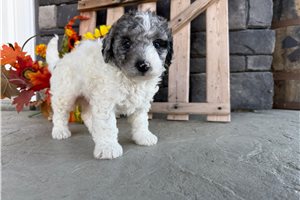 Drake - Mini Bernedoodle for sale
