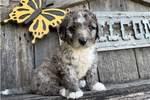 Taco - Bernedoodle, Mini for sale