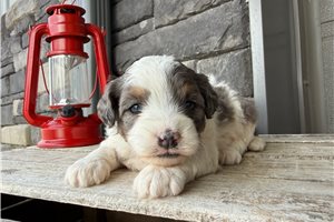 Melody - Bernedoodle, Mini for sale