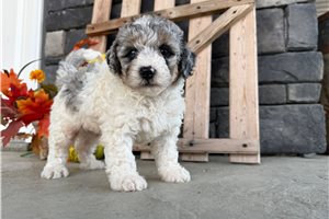 Dottie - Mini Bernedoodle for sale