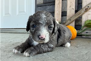 Devon - Mini Bernedoodle for sale