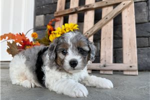 Donovan - Mini Bernedoodle for sale