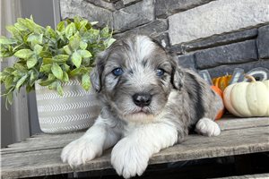 Daniel - puppy for sale