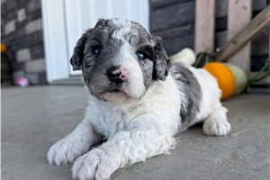 Drake - Mini Bernedoodle for sale