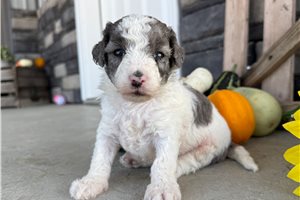 Darcy - Mini Bernedoodle for sale