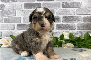 Kason - puppy for sale