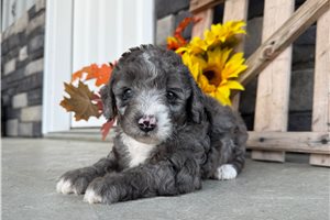 Devon - Mini Bernedoodle for sale