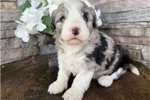Natalie - Bernedoodle, Mini for sale