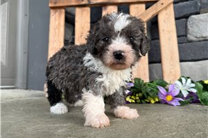 Kaitlin - Bernedoodle, Mini for sale