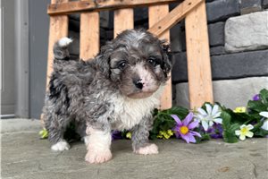 Koen - Bernedoodle, Mini for sale